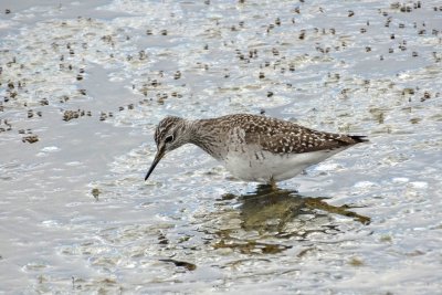 Bosruiter (Wood Sandpiper)