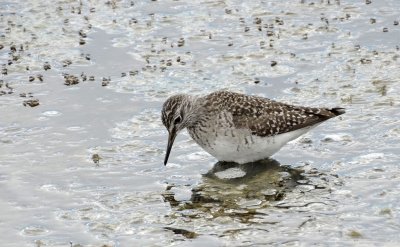 Bosruiter (Wood Sandpiper)
