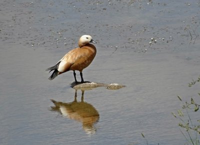 Casarca (Ruddy Shelduck)