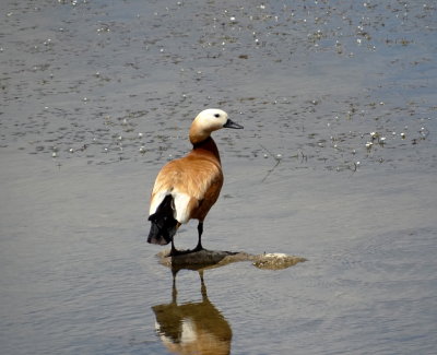 Casarca (Ruddy Shelduck)