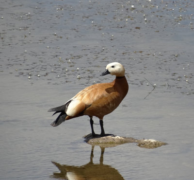 Casarca (Ruddy Shelduck)