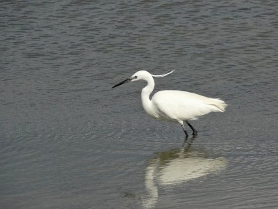 Kleine Zilverreiger (Little Egret)