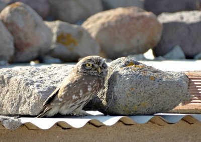 Steenuil (Little Owl)