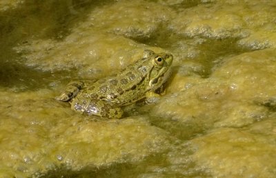 Poelkikker (Pool Frog)