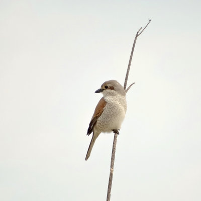Grauwe Klauwier (Red-backed Shrike)