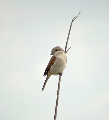 Grauwe Klauwier (Red-backed Shrike)