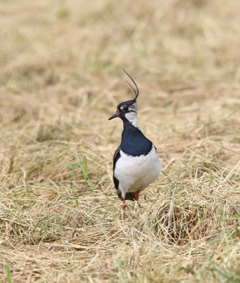 Kievit (Northern Lapwing)