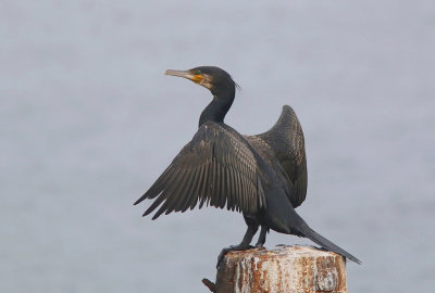 Aalscholver (Great Cormorant)