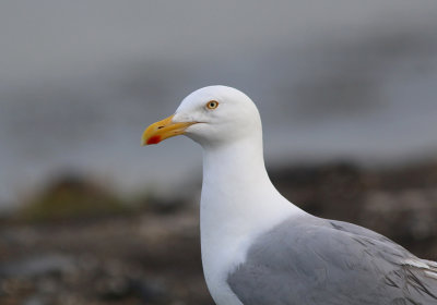 Zilvermeeuw (Herring Gull)