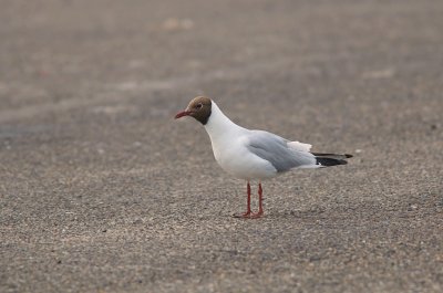 Kokmeeuw (Black-headed Gull)