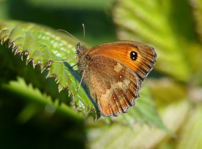 Oranje Zandoogje (Pyronia tithonus) - Gatekeeper 