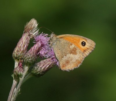 Oranje Zandoogje (Pyronia tithonus) - Gatekeeper