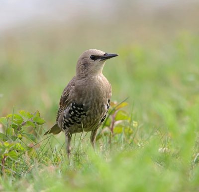 Spreeuw (Common Starling)