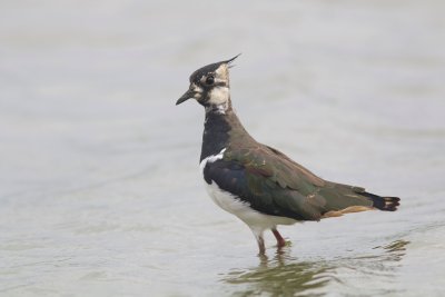 Kievit (Northern Lapwing)