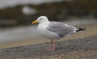 Zilvermeeuw (Herring Gull)