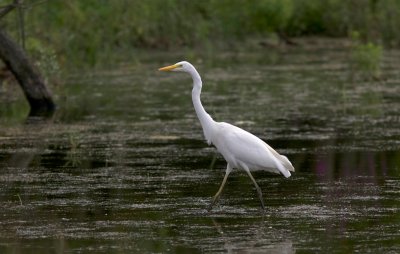 Grote Zilverreiger (Western Great Egret)