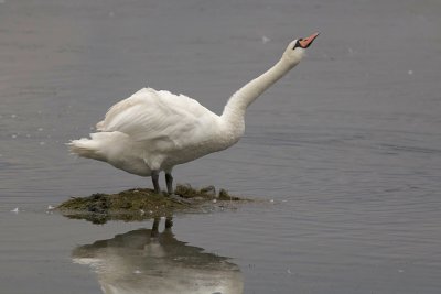 Knobbelzwaan (Mute Swan)