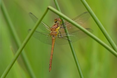 Bruinrode heidelibel (Sympetrum striolatum) - Common darter