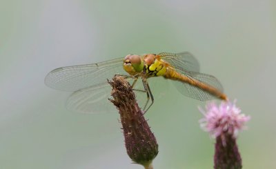 Bruinrode heidelibel (Sympetrum striolatum) - Common darter