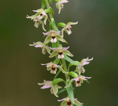 Brede Wespenorchis (Epipactis helleborine) - Broad-leaved Helleborine