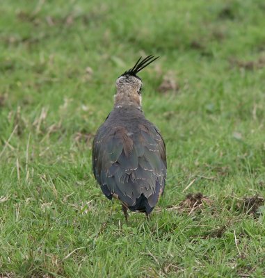 Kievit (Northern Lapwing)