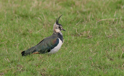 Kievit (Northern Lapwing)