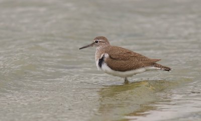 Oeverloper (Common Sandpiper)