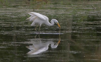 Grote Zilverreiger (Western Great Egret)