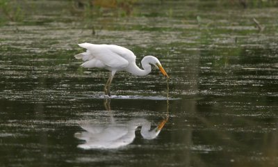 Grote Zilverreiger (Western Great Egret)