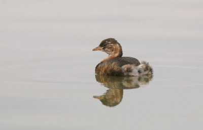 Dodaars (Little Grebe)