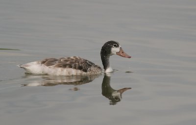 Bergeend (Common Shelduck)