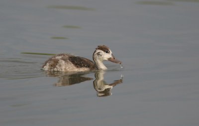 Bergeend (Common Shelduck)