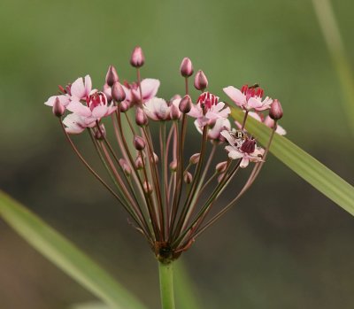 Zwanenbloem (Butomus umbellatus)