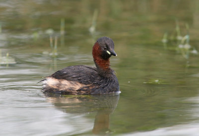 Dodaars (Little Grebe)