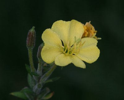 Teunisbloem (Oenothera)