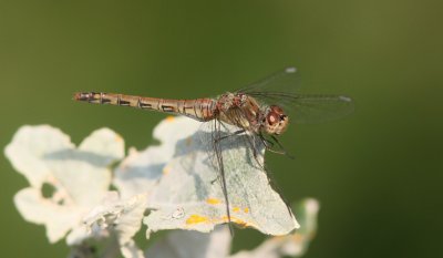 Bruinrode heidelibel (Sympetrum striolatum) - Common darter
