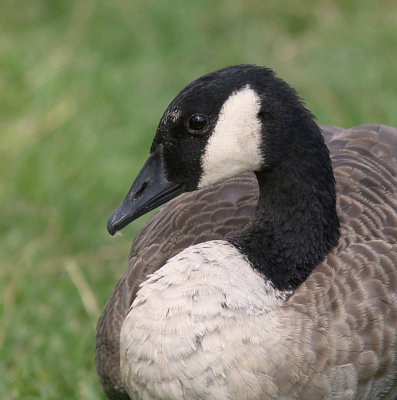 Canadese Gans (Canada Goose)