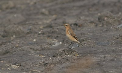Tapuit (Northern Wheatear)