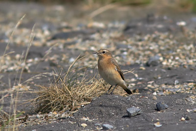 Tapuit (Northern Wheatear)