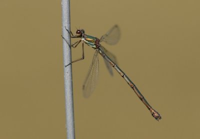 Houtpantserjuffer (Chalcolestes viridis) - Willow emerald damselfly