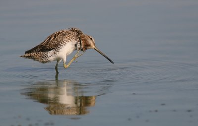 Watersnip (Common Snipe)