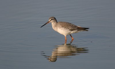 Zwarte Ruiter (Spotted Redshank)