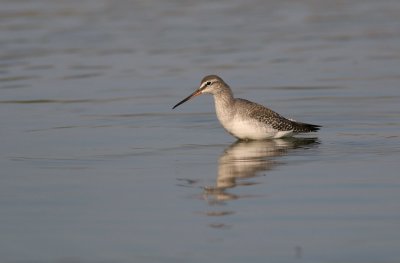 Zwarte Ruiter (Spotted Redshank)