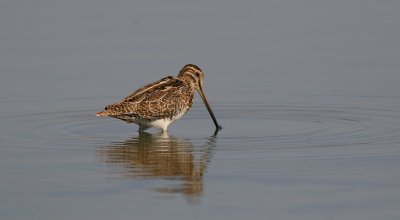 Watersnip (Common Snipe)