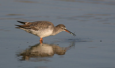 Zwarte Ruiter (Spotted Redshank)