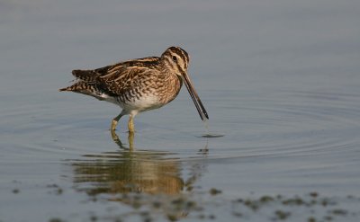 Watersnip (Common Snipe)