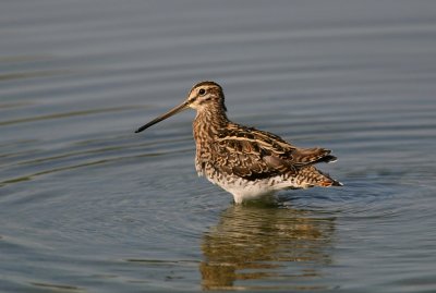 Watersnip (Common Snipe)