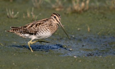 Watersnip (Common Snipe)