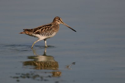 Watersnip (Common Snipe)