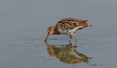 Watersnip (Common Snipe)